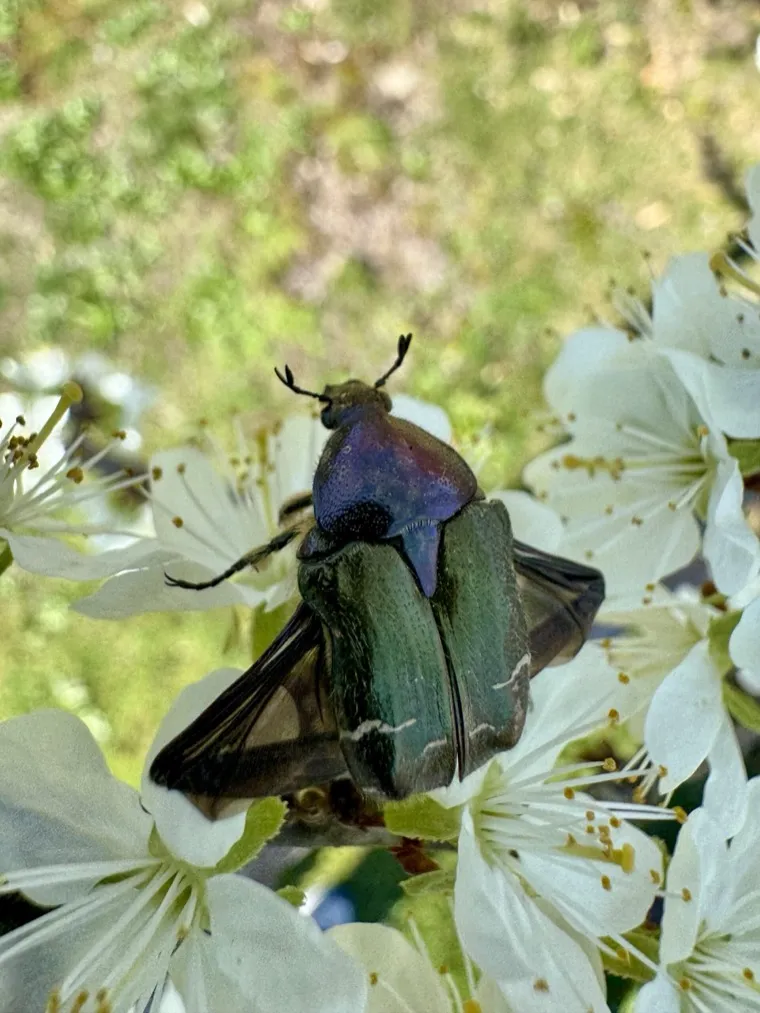 Just a Beetle, Doing Its Thing